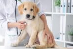 dog care