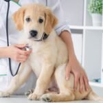 dog care
