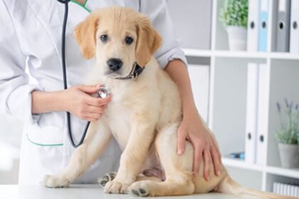 dog care