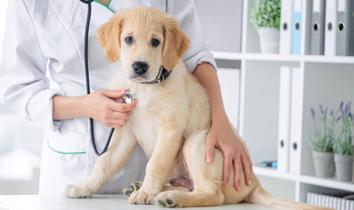 dog care